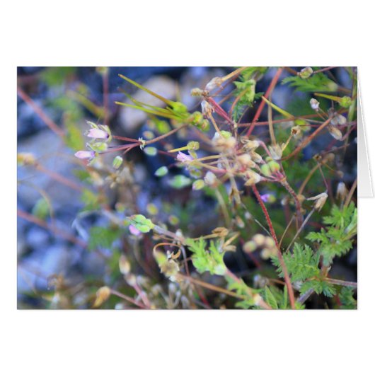 Weeds Cards (Front Horizontal)