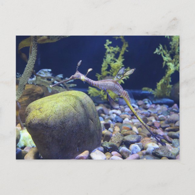 Weedy Seadragon # 1 Postcard (Front)
