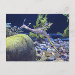 Weedy Seadragon # 3 Postcard