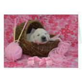 week 2 Goldie (Front Horizontal)