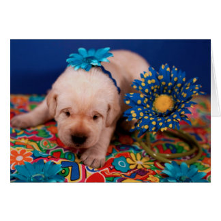 Week 2, Misty's Mr. Blue