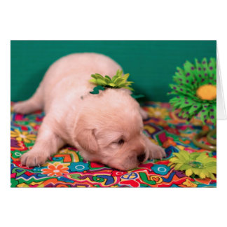 Week 2, Misty's Mr. Green