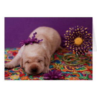 Week 2, Misty's Mr. Purple