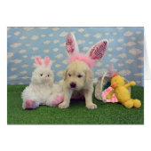 week 4 Goldie (Front Horizontal)