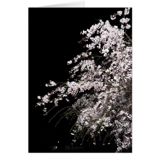 Weeping cherry blossom at night cards (Front)