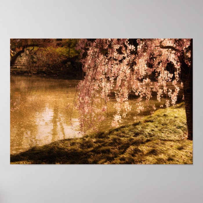 Weeping Cherry Blossoms in Sunlight Print