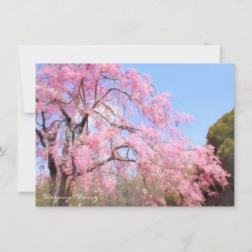 Weeping Cherry Flat Card