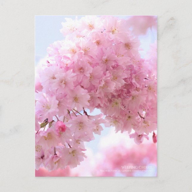 Weeping Cherry Postcard (Front)