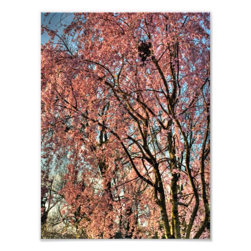 Weeping cherry tree blossoming Ohio Photo Print