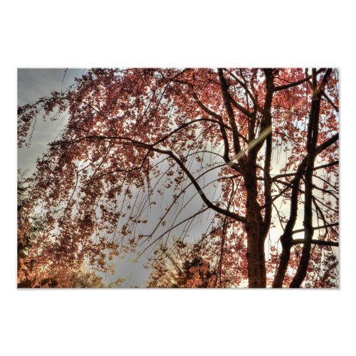 Weeping cherry tree blossoming Ohio Photo Print