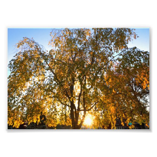 Weeping cherry tree in fall backlit photo print