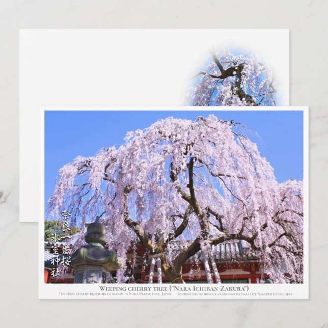 Weeping cherry tree ("Nara Ichiban-Zakura") カード Card (Front/Back)
