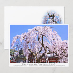 Weeping cherry tree ("Nara Ichiban-Zakura") カード Card