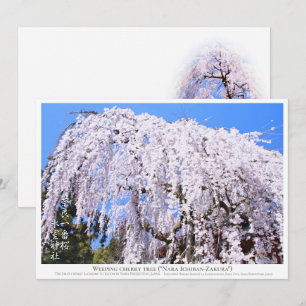 Weeping cherry tree ("Nara Ichiban-Zakura") カード Card