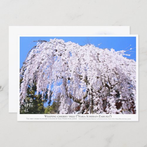 Weeping cherry tree Nara Ichiban_Zakura カード Card