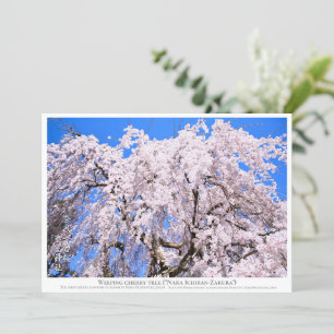 Weeping cherry tree ("Nara Ichiban-Zakura") カード Card