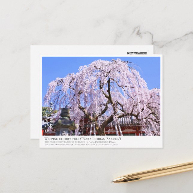 Weeping cherry tree ("Nara Ichiban-Zakura") ポストカード Postcard (Front/Back In Situ)