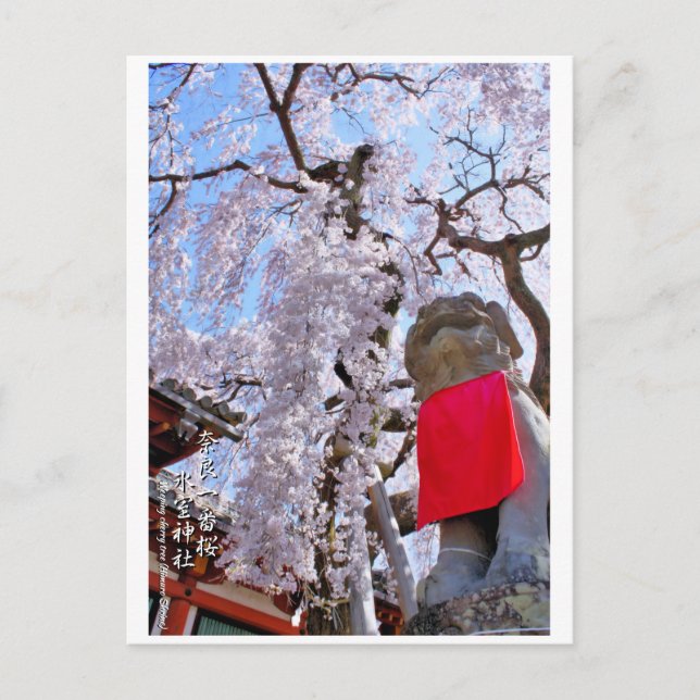 Weeping cherry tree ("Nara Ichiban-Zakura") ポストカード Postcard (Front)