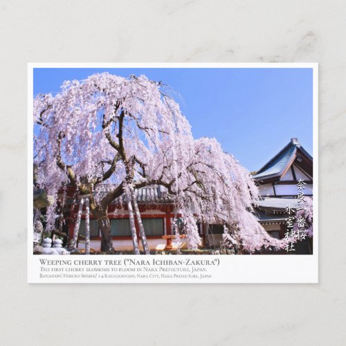 Weeping cherry tree Nara Ichiban_Zakura ポストカード Postcard