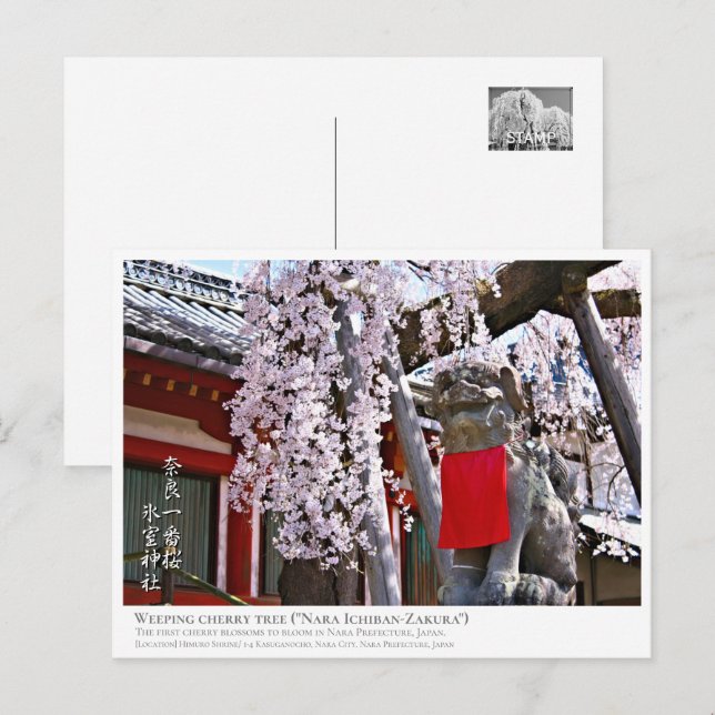Weeping cherry tree ("Nara Ichiban-Zakura") ポストカード Postcard (Front/Back)