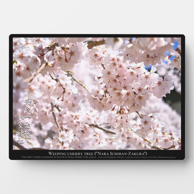 Weeping cherry tree ("Nara Ichiban-Zakura") Plaque (Front)