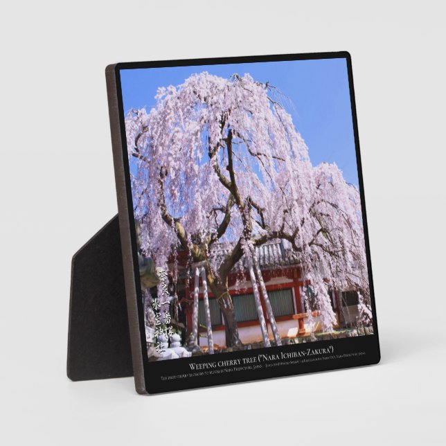 Weeping cherry tree ("Nara Ichiban-Zakura") Plaque (Front)