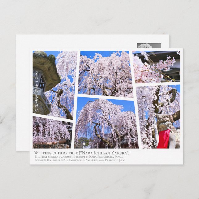 Weeping cherry tree ("Nara Ichiban-Zakura") Postcard (Front/Back)