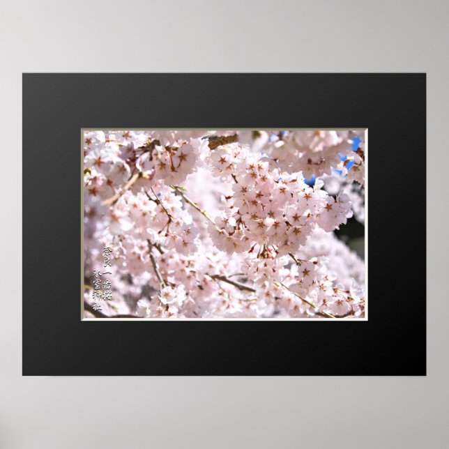 Weeping cherry tree ("Nara Ichiban-Zakura") Poster (Front)