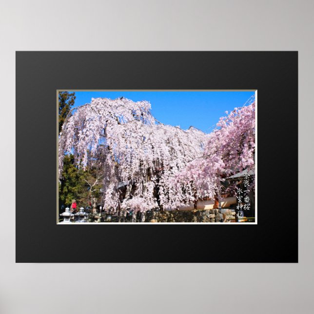 Weeping cherry tree ("Nara Ichiban-Zakura") Poster (Front)