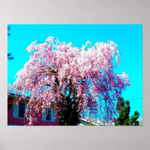 WEEPING CHERRY TREE  poster