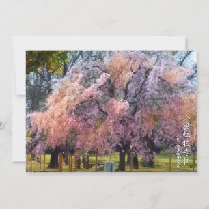 Weeping Cherry: Yae-benishidare カード Card