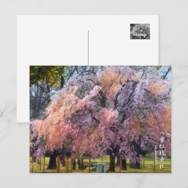 Weeping Cherry: Yae-benishidare ポストカード Postcard (Front/Back)