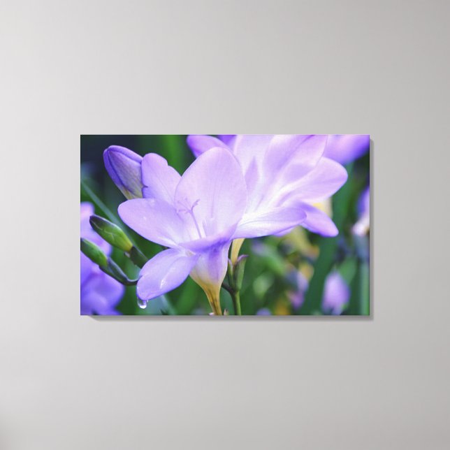 Weeping Freesia Flower Photographic Art Canvas Print (Front)