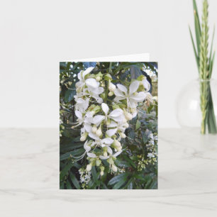 Weeping Glorybower Photo Folded Note Card