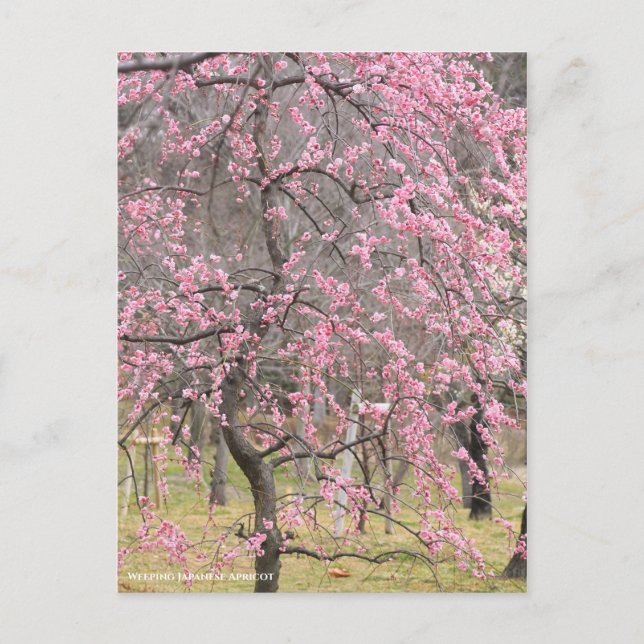 Weeping Japanese Apricot Postcard (Front)