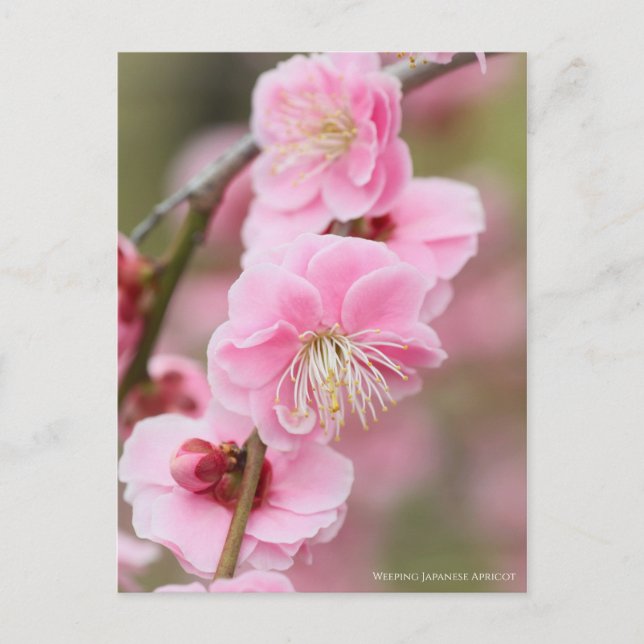 Weeping Japanese Apricot Postcard (Front)