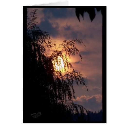 Weeping Willow at Sunrise Card (Front)