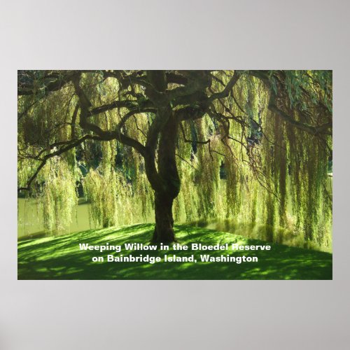 Weeping Willow _ Bloedel Reserve _ WA Value Poster