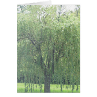 Weeping WIllow Cards