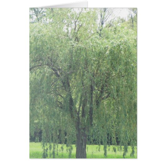 Weeping WIllow Cards (Front)