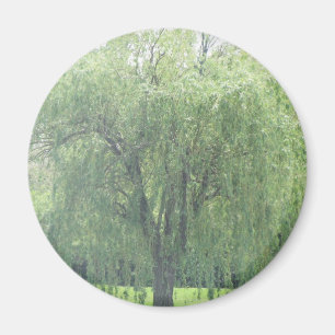 Weeping WIllow Magnet