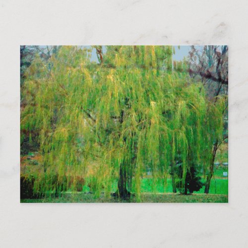 Weeping Willow Postcard