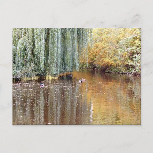 Weeping Willow Reflection Postcard