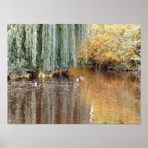 Weeping Willow Reflection Poster