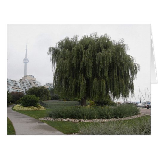 Weeping Willow Toronto BIG Cards (Front Horizontal)