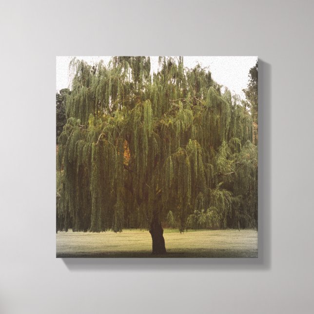 Weeping Willow Tree Canvas Print (Front)