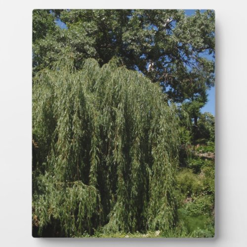 Weeping Willow Tree Plaque