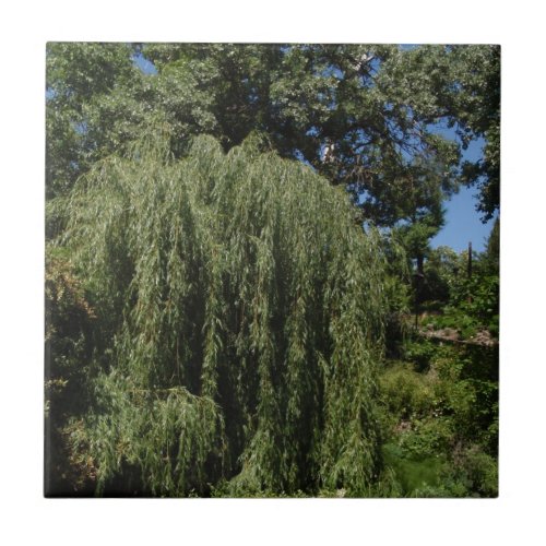 Weeping Willow Tree Tile