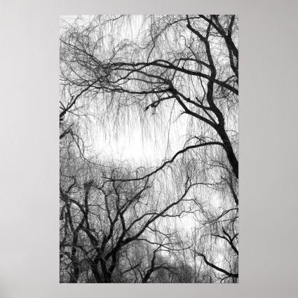 Weeping Willow Trees Black and White Silhouette Poster