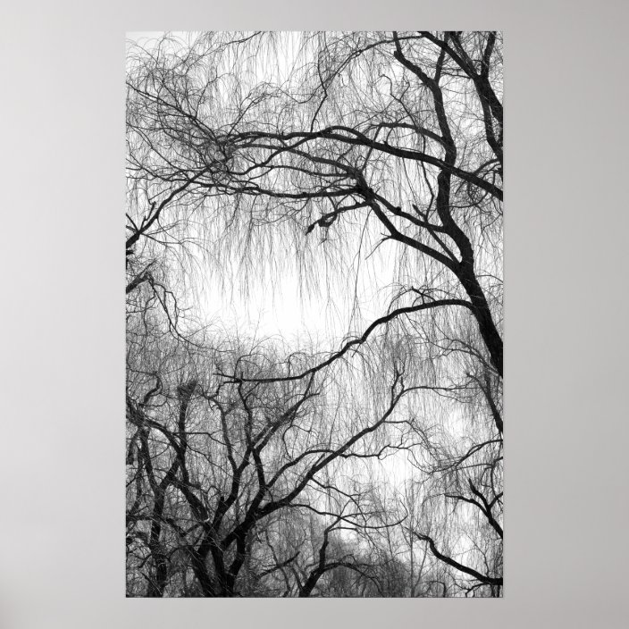 Weeping Willow Trees Black And White Silhouette Poster Zazzle Com,What Does Poison Sumac Look Like On Your Arm